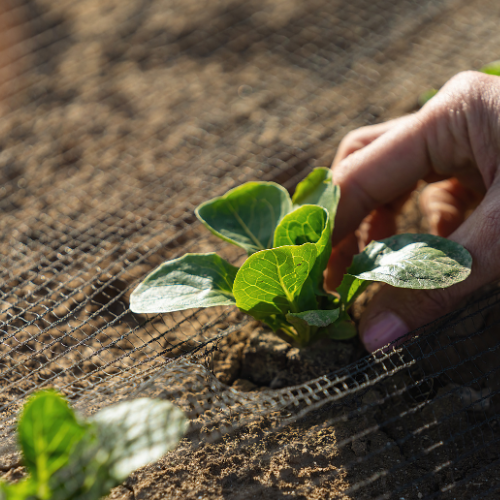 Live Plants Charles, IL Heinz Brothers Garden Center