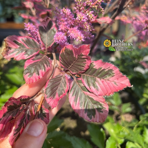 Various trees and shrubs at Heinz Brothers