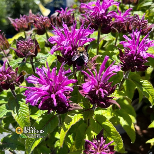 Various perennials at Heinz Brothers