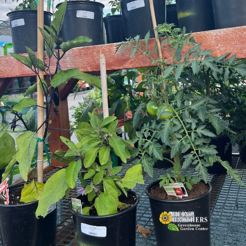 Edible garden plants