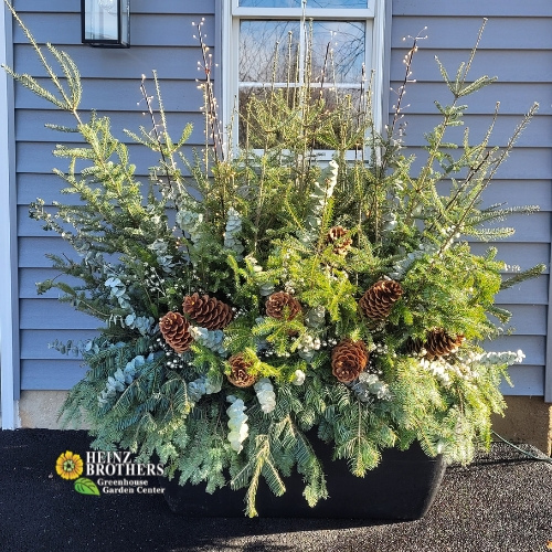Holiday plants in a black planter