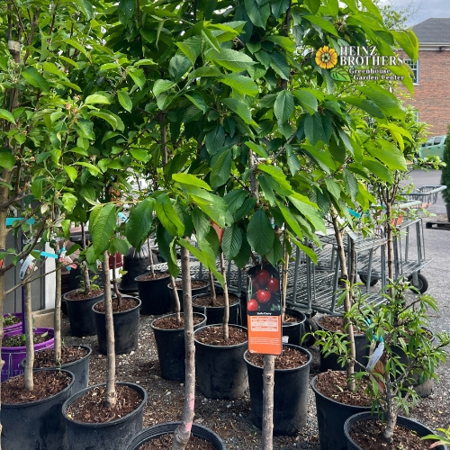 Edible garden plants