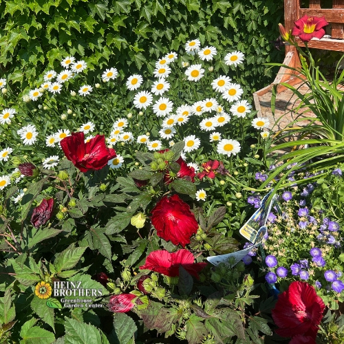 Various perennials at Heinz Brothers