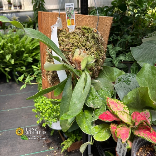 Various houseplants