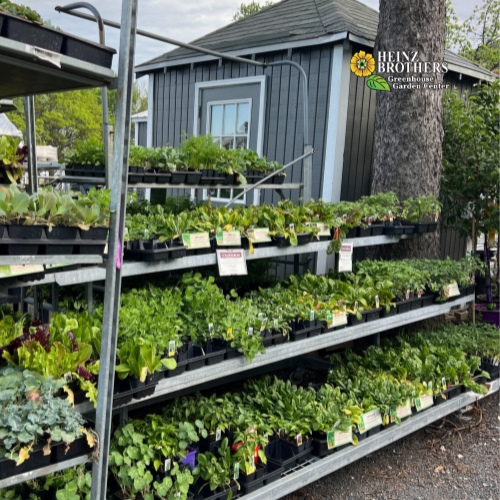 Edible garden plants