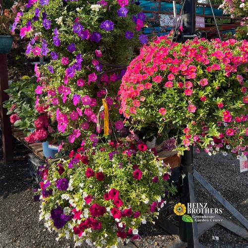 Pink and purple flower hanging baskets