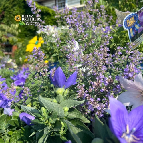 Various perennials at Heinz Brothers
