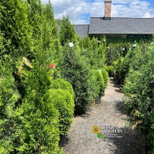 Various trees and shrubs at Heinz Brothers
