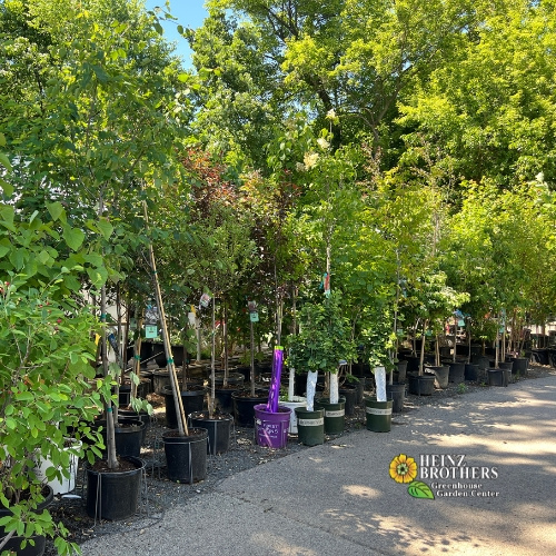 Various trees and shrubs at Heinz Brothers