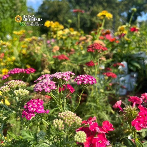 Various perennials at Heinz Brothers
