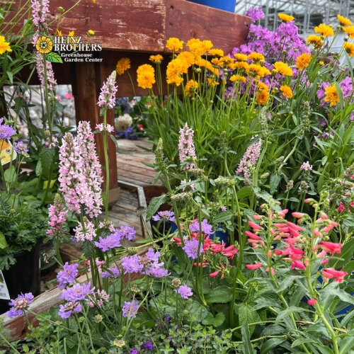 Various perennials at Heinz Brothers