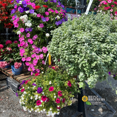 Mixed flower hanging baskets