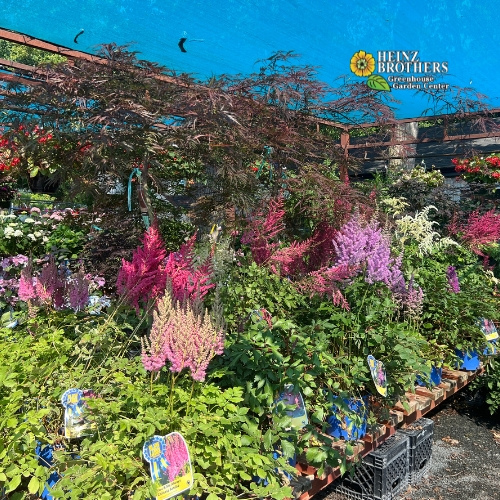 Various perennials at Heinz Brothers