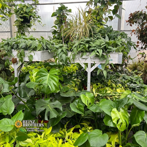 Various houseplants