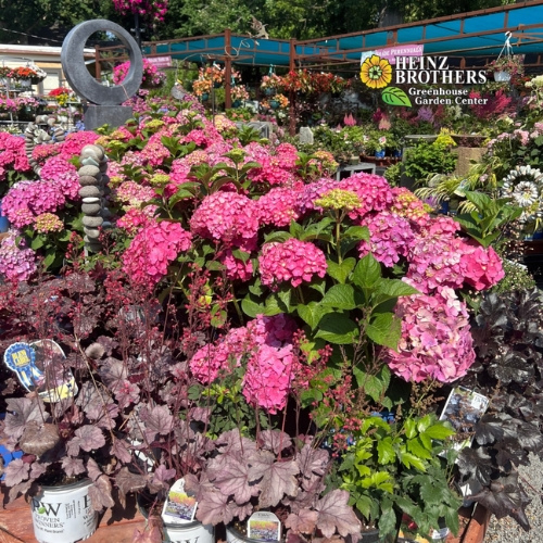 Various trees and shrubs at Heinz Brothers
