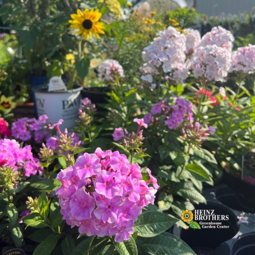 Various perennials at Heinz Brothers