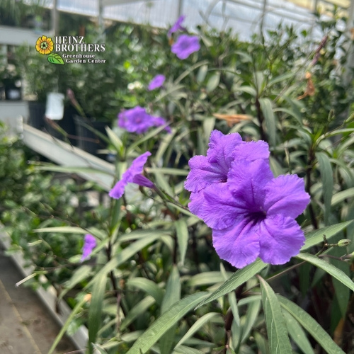 Annuals and Tropicals