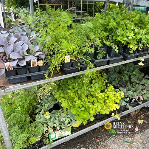 Edible garden plants