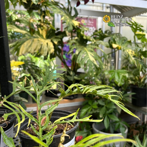 Various houseplants