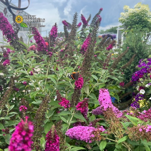 Various trees and shrubs at Heinz Brothers