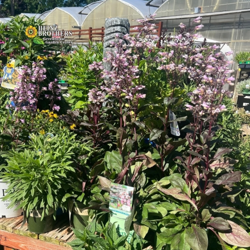 Various perennials at Heinz Brothers