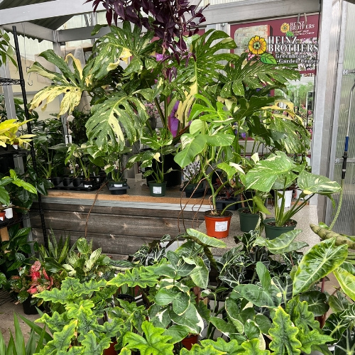 Various houseplants
