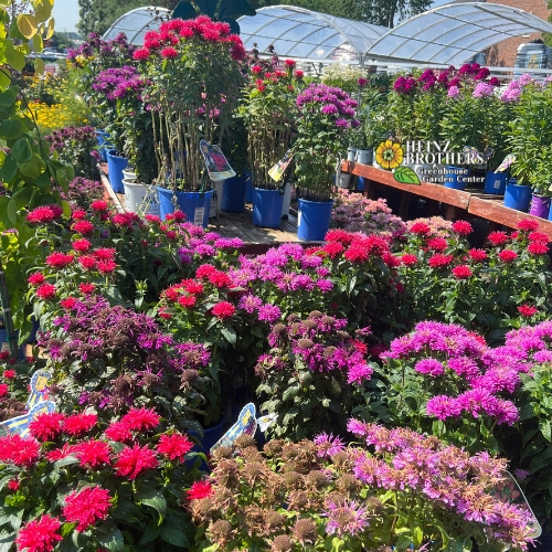 Various perennials at Heinz Brothers