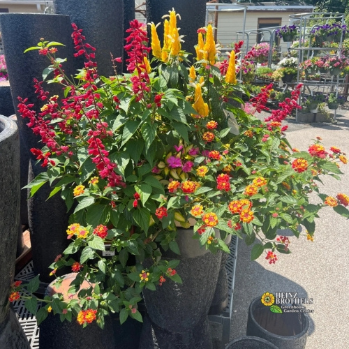 Mixed flower hanging basket