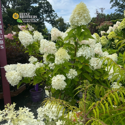 Various trees and shrubs at Heinz Brothers