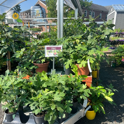 Edible garden plants