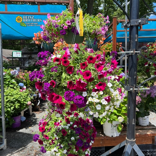 Pink and purple flower hanging basket