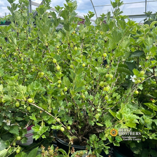 Edible garden plants