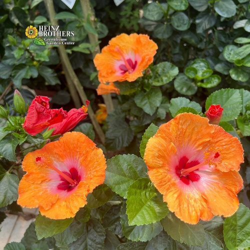 Annuals and Tropicals