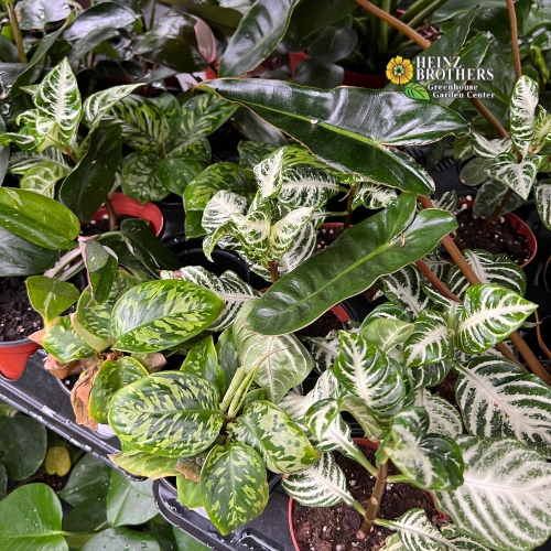 Various houseplants