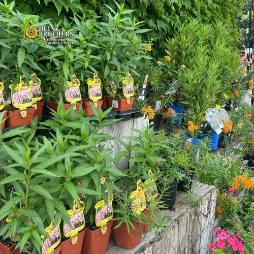 Various perennials at Heinz Brothers