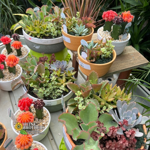 Various houseplants