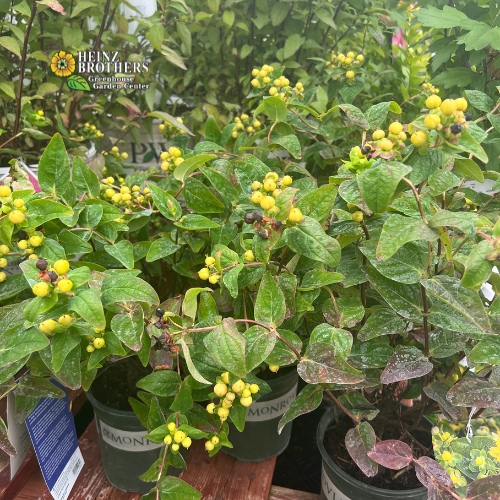 Various trees and shrubs at Heinz Brothers
