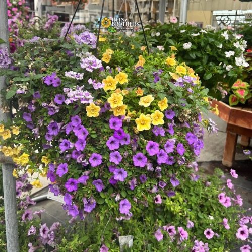 Mixed flower hanging basket