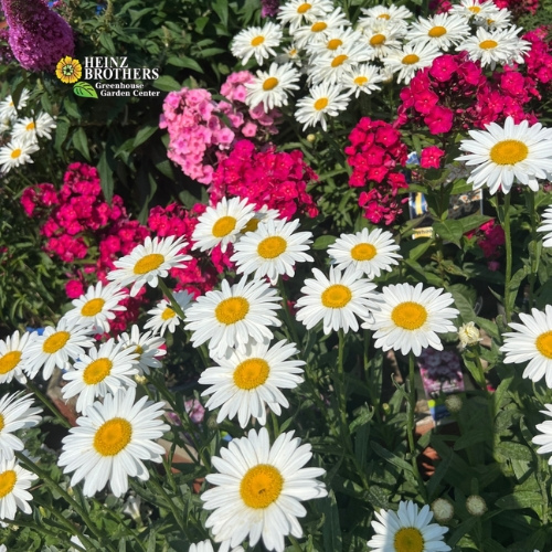 Various perennials at Heinz Brothers