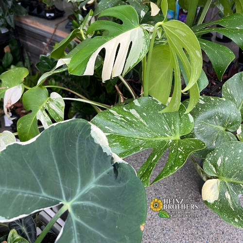Various houseplants