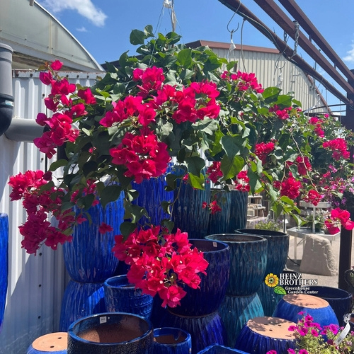 Pink flower hanging basket