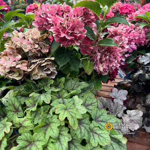 Various perennials at Heinz Brothers