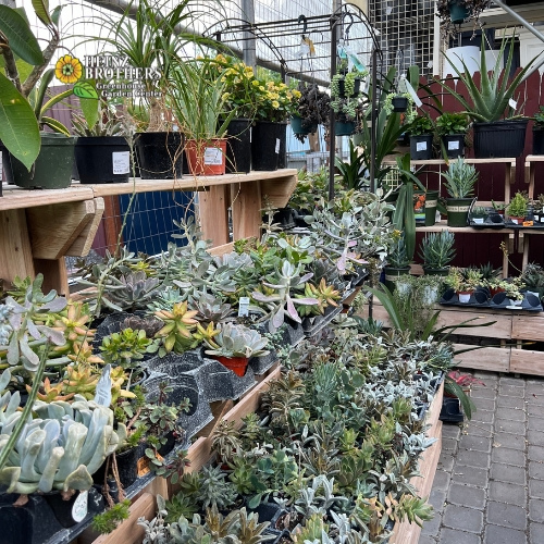 Various houseplants