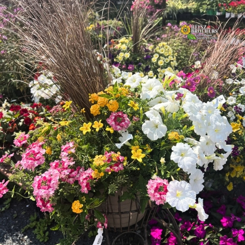 Mixed flower hanging basket