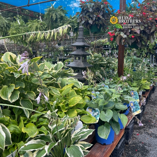 Various perennials at Heinz Brothers
