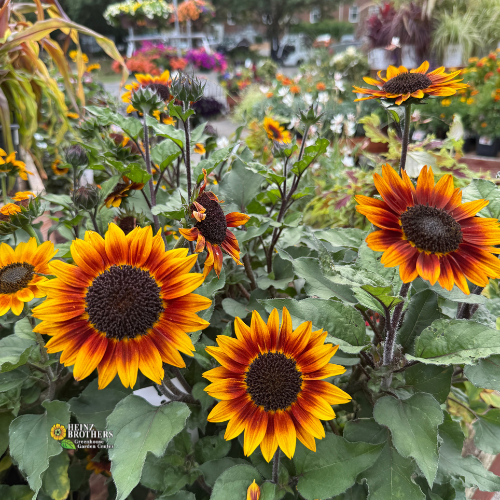 annual sunflowers