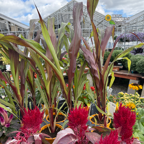 Potted plants with red and green foliage in a greenhouse setting
