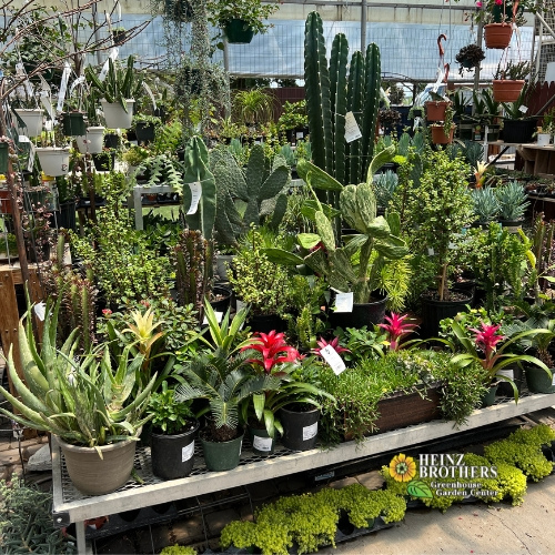 Various houseplants