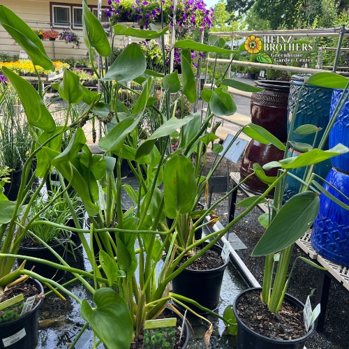 Pond plants