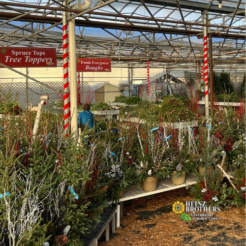 Heinz Brothers holiday plants